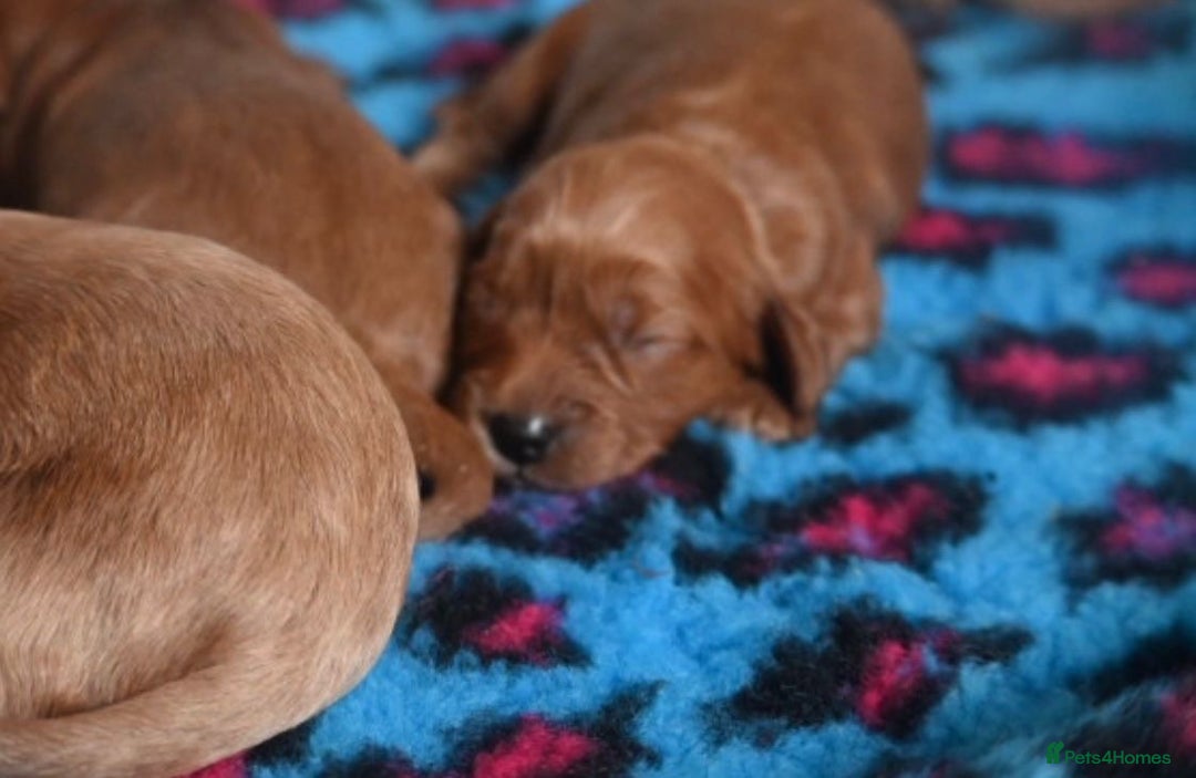 Cavapoo dogs for sale: Deep red Cavapoo puppies/ dna tested 💙 - Image 3