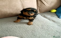 Cavapoo dogs for sale: Only 1 puppy left! F1B Cavapoo pups! - Image 1