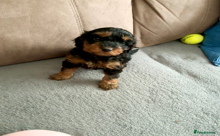 Cavapoo dogs - Advert 12