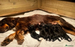 Cocker Spaniel dogs for sale: Gorgeous Cocker spaniel puppies for sale  - Image 2