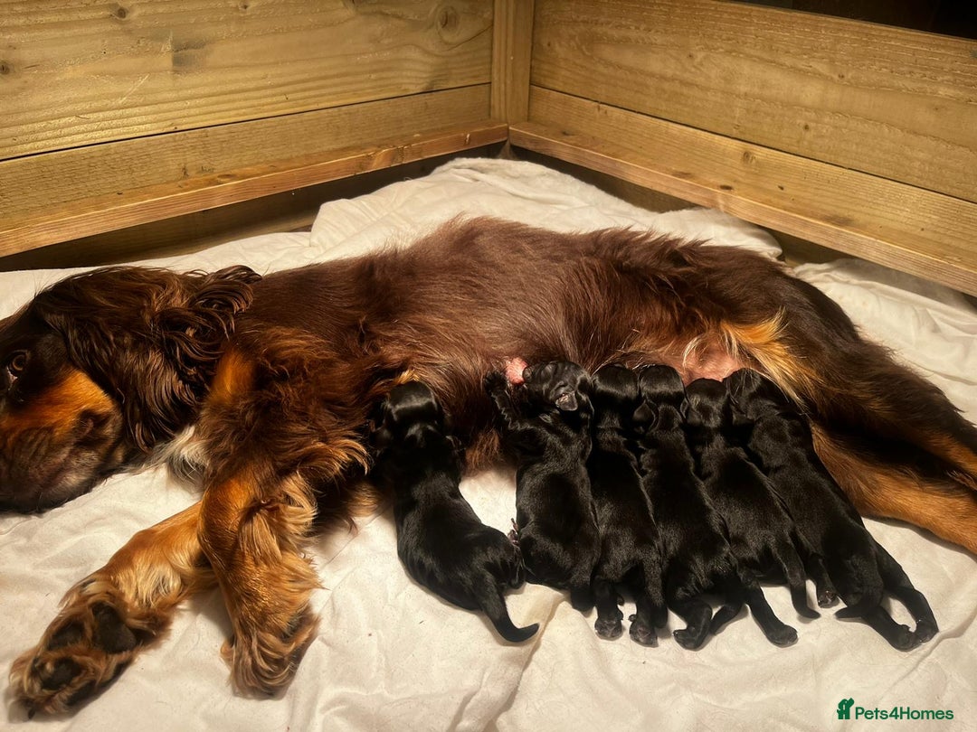 Cocker Spaniel dogs for sale: Gorgeous Cocker spaniel puppies for sale  - Image 2