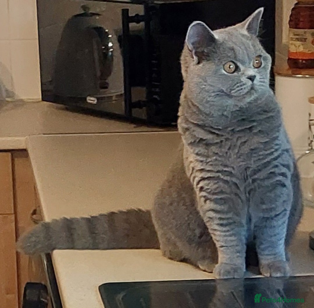 British Shorthair cats for sale: ‼️PRESTIGIOUS‼️🏆CH SIRED FEMAL - Advert 24