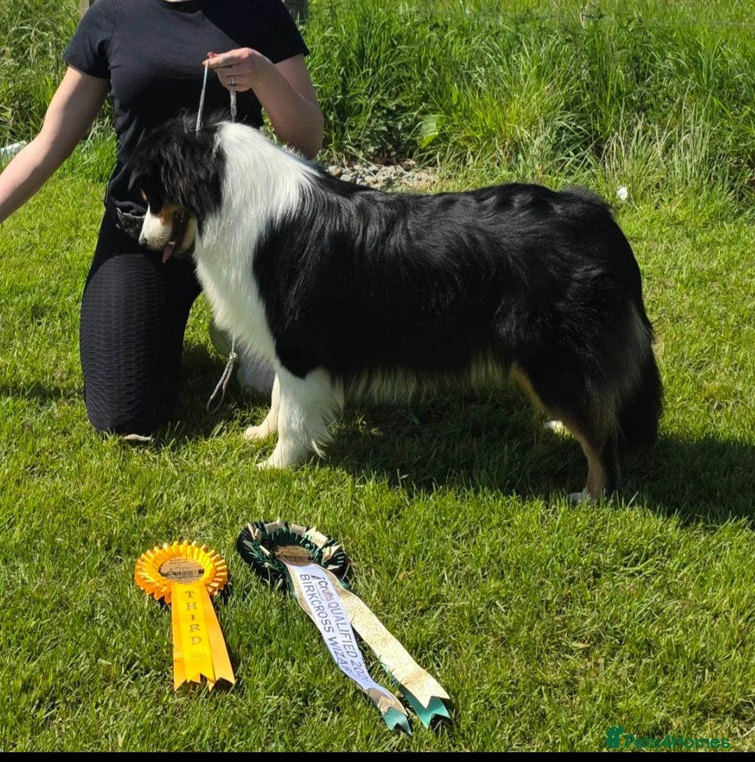 Australian Shepherd dogs for stud: Proven Australian Shepherd Stud - Advert 2