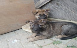 German Shepherd dogs for sale: Beautiful German Shepherd Puppies - Image 6