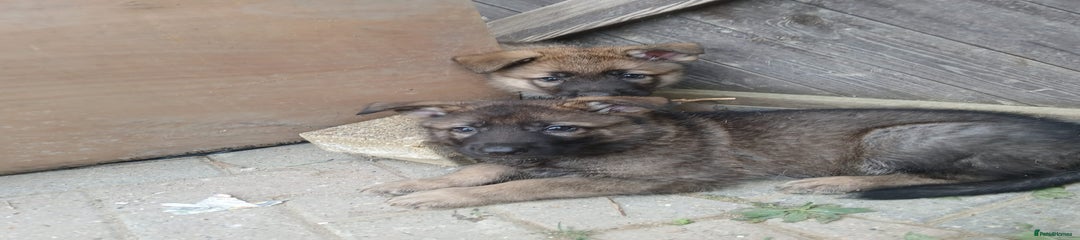 German Shepherd Rocco