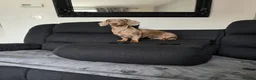 Miniature Dachshund dogs for sale: 1yr old isabella miniature Dachshund Female  in Preston - Advert 6
