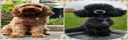 Cavapoo dogs for sale: Outstanding F1B Cavapoos - Health Tested Parents  - Advert 12