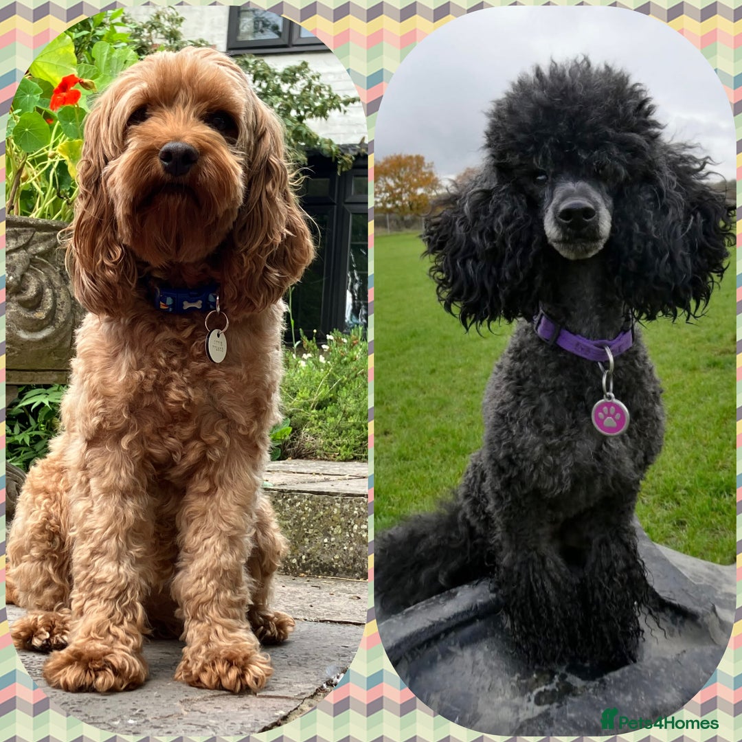 Cavapoo dogs for sale: Outstanding F1B Cavapoos - Health Tested Parents  - Advert 12