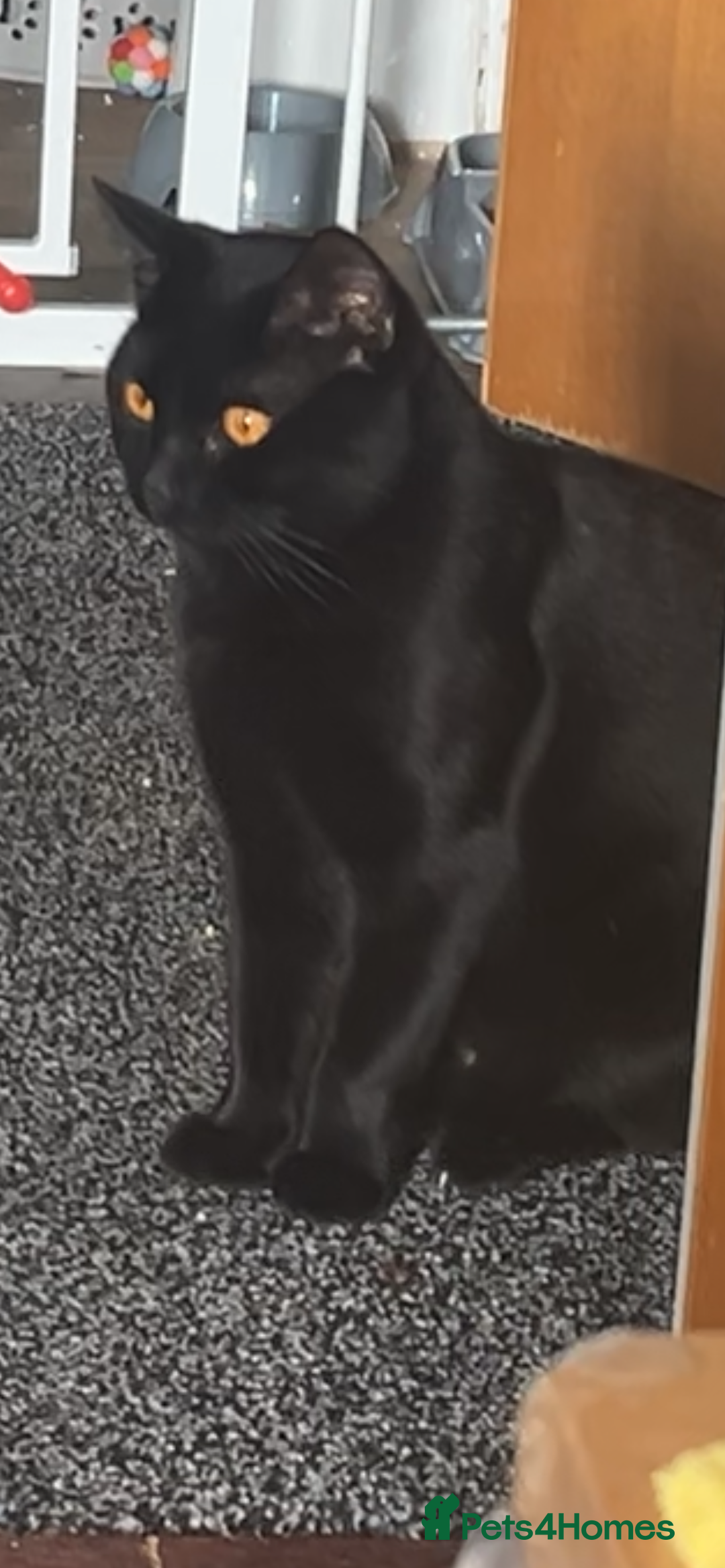 British Longhair cats for sale: Seb- British shorthair - Image 6