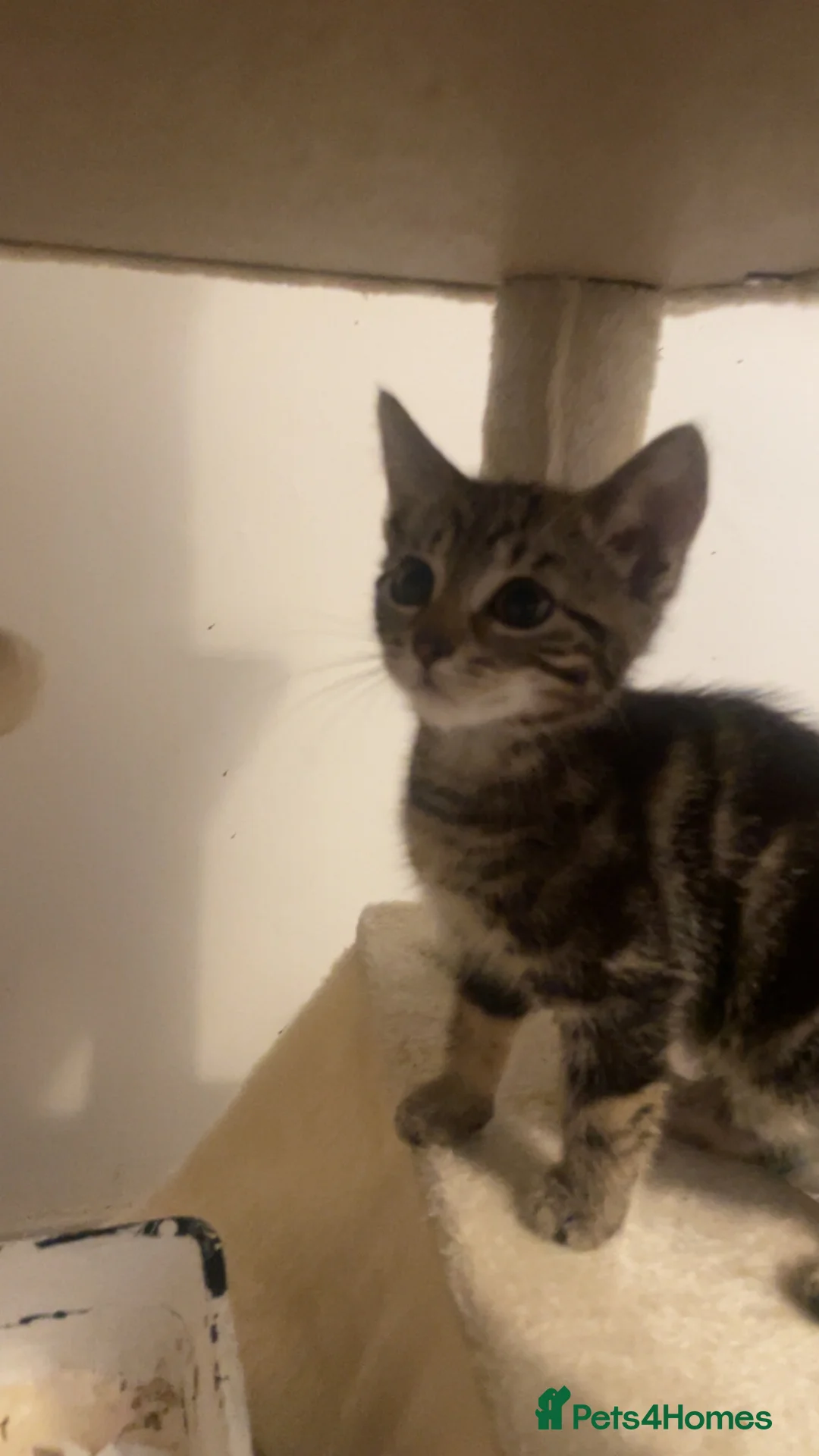 Mixed Breed cats for sale: Female kittens  - Advert 1
