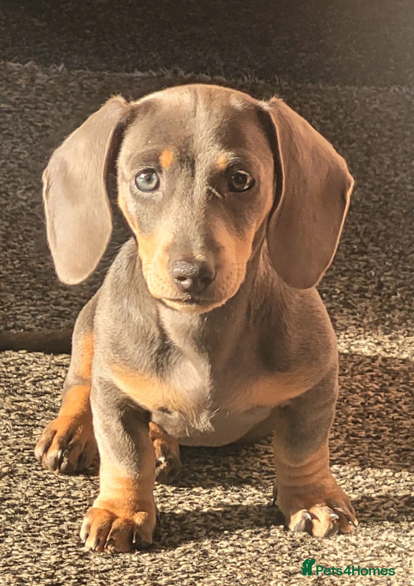 Dachshund dogs Blue- Tan Mini Dachshund - Advert 13