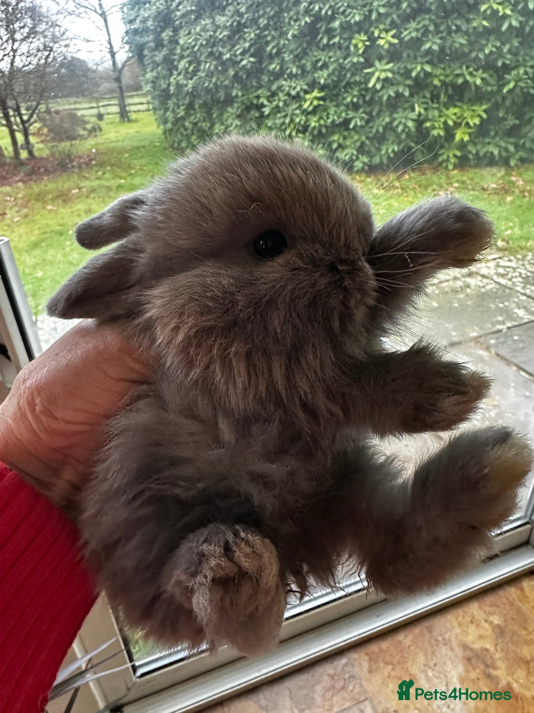 Mini Lop rabbits for sale: Well handled baby mini lops - Advert 3