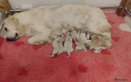 Golden Retriever dogs for sale: KC Fully health tested Golden retriever puppies - Image 7