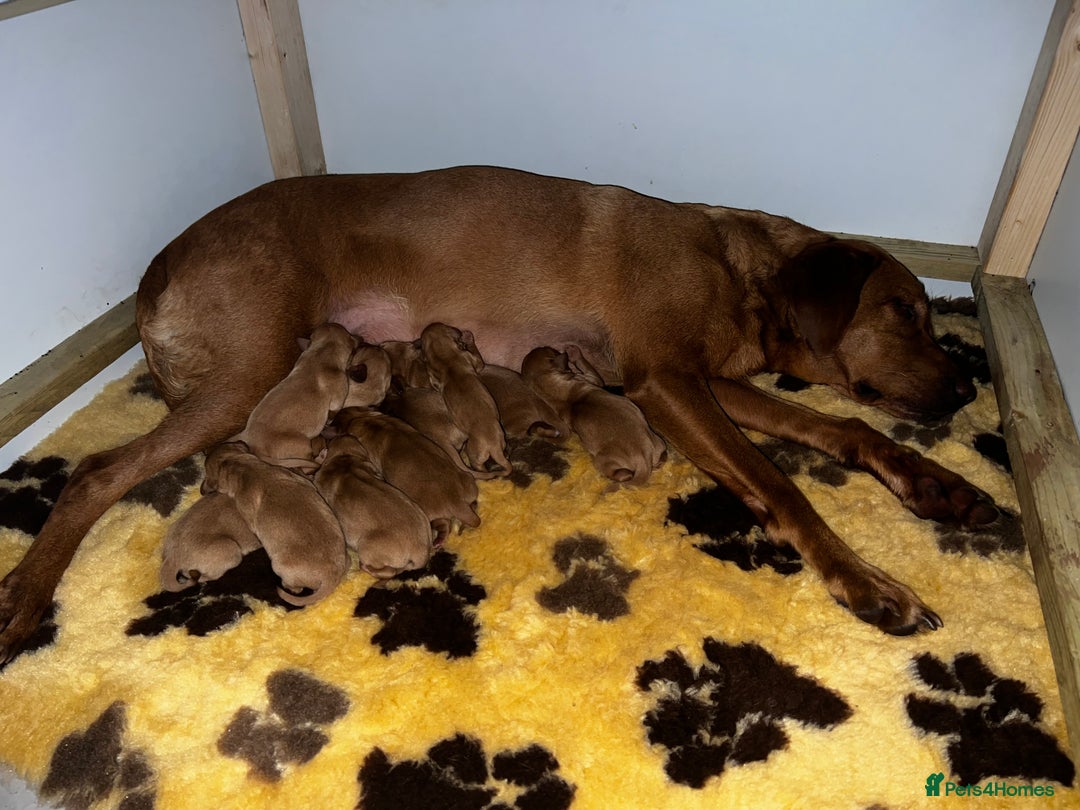 Labrador Retriever dogs for stud: ✨PROVEN FULLY HEALTH TESTED WORKING RED LABRADOR✨ in Hawes - Advert 20