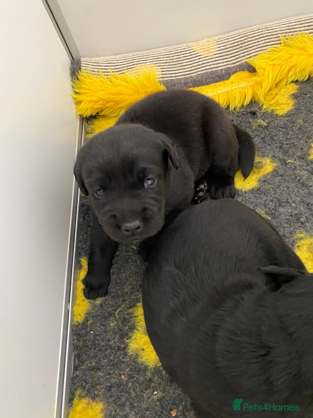 Labrador Retriever dogs for sale: Black Labrador puppies  - Image 12