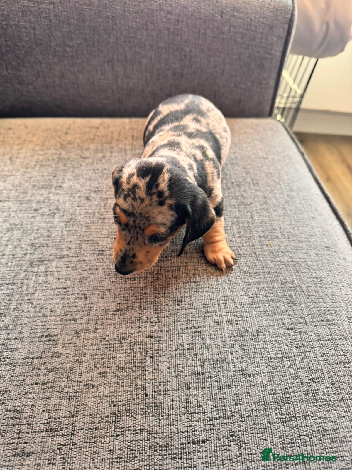 Miniature Dachshund dogs Shorthaired miniature dachshunds - Advert 2