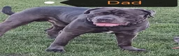 Cane Corso dogs for sale: 💎Cane Corso Puppies💎🥰 READY TO GO SOON ♥️  - Advert 9