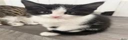 Mixed Breed cats for sale: Kittens for sale in Trimdon Station - Advert 4