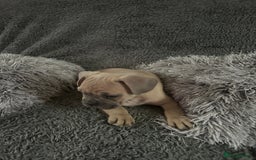 Mixed Breed dogs for sale: American bulldog X French bulldog last 3 left  - Image 9