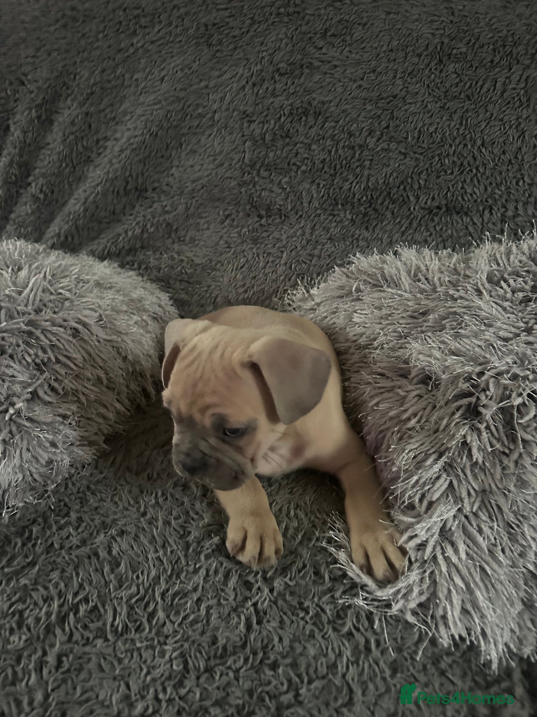 Mixed Breed dogs for sale: American bulldog X French bulldog last 3 left  - Image 9