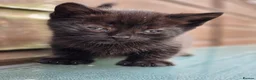 Mixed Breed cats for sale: cute fluffy kittens - Advert 4