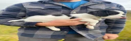 English Springer Spaniel dogs for sale: Springer Spaniel Puppies – 3 Girls Available - Advert 16
