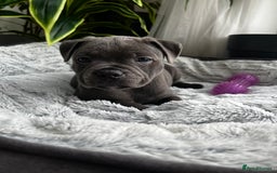 Staffordshire Bull Terrier dogs for sale: 🔷 Pharaon Champion Line Pups 🔷 in Wolverhampton - Image 8