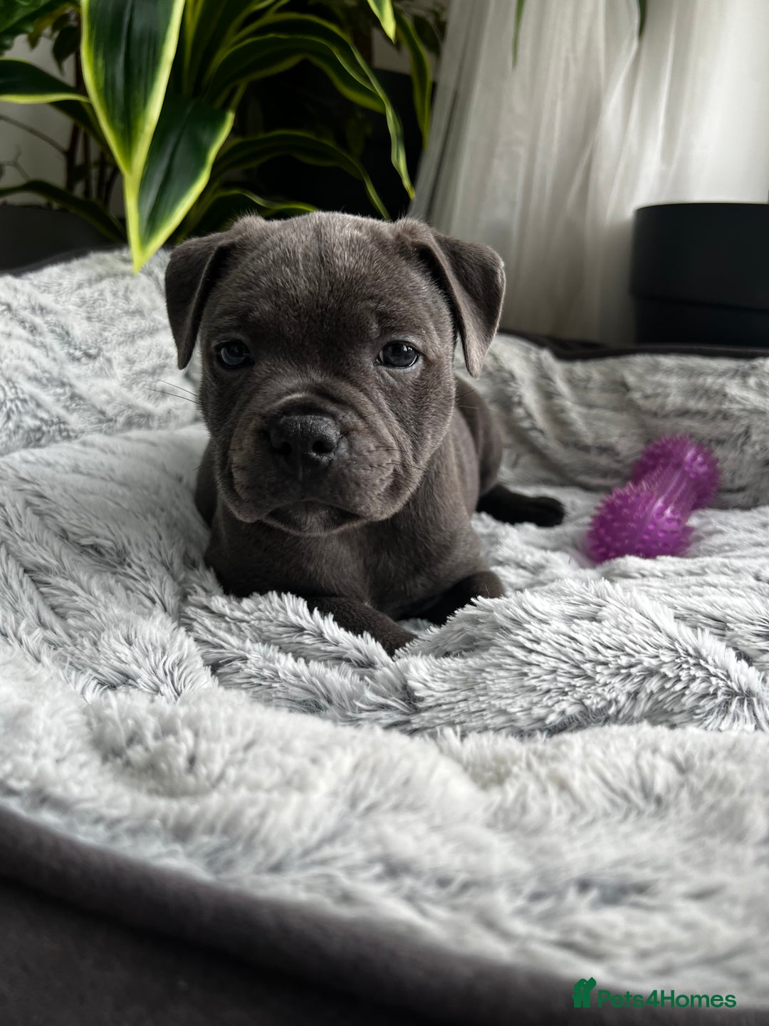 Staffordshire Bull Terrier dogs for sale: 🔷 Pharaon Champion Line Pups 🔷 in Wolverhampton - Image 8