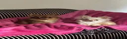 Chihuahua dogs for sale: Two Chihuahuas and a sausage dog - Advert 1