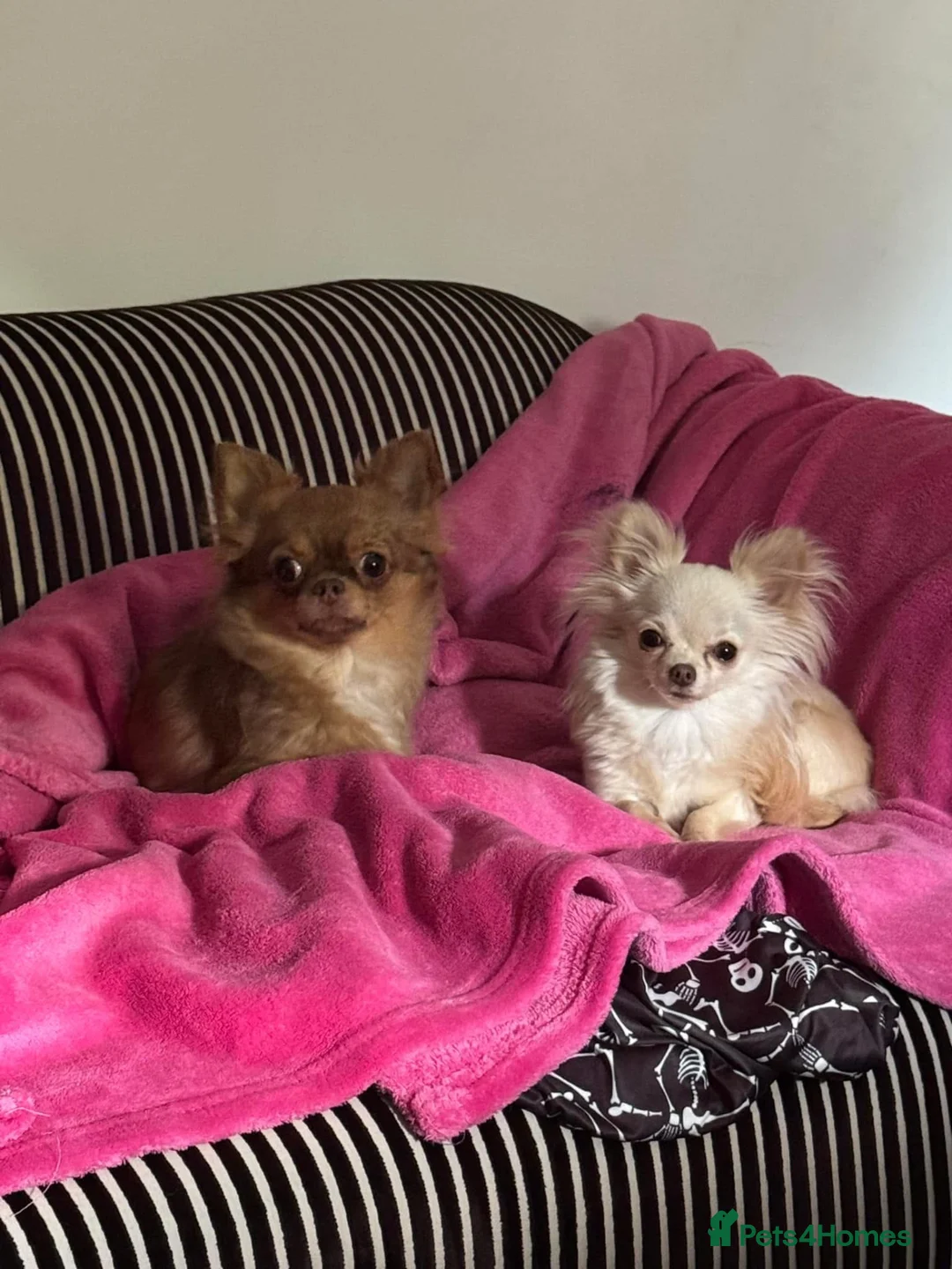Chihuahua dogs for sale: Two Chihuahuas and a sausage dog - Advert 1