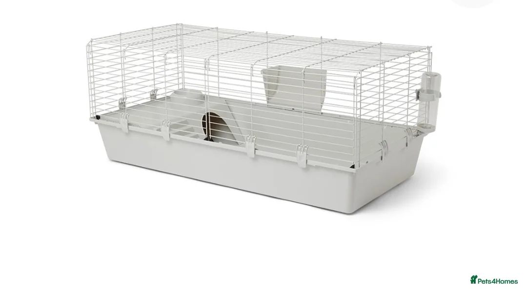 Guinea Pig rodents for sale: 2 male guinea pigs in Dudley - Advert 2