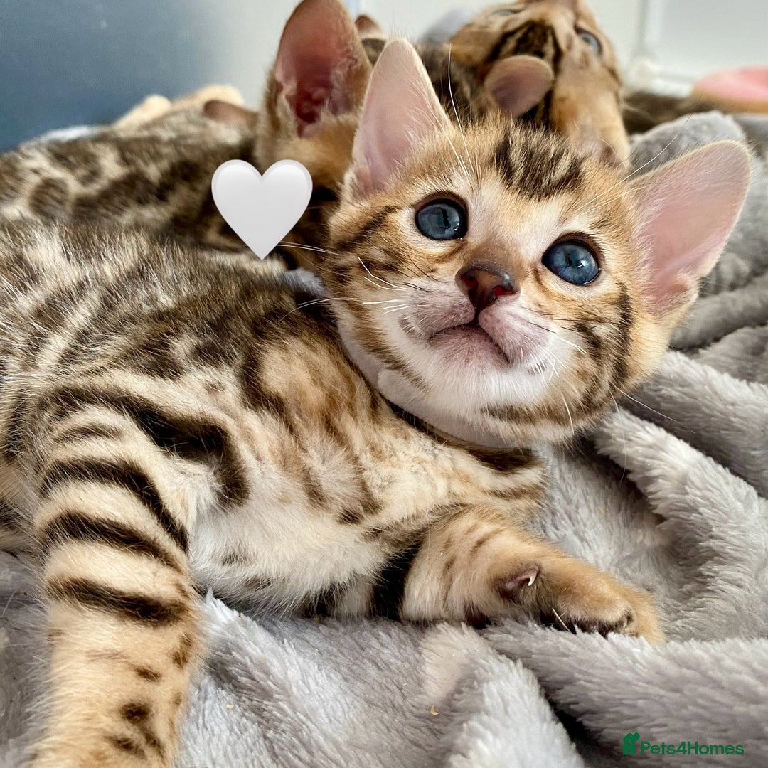 Bengal cats for sale: ⭐️ 1 LEFT!! - STUNNING TICA REG BENGAL CUBS ⭐️ - Image 5