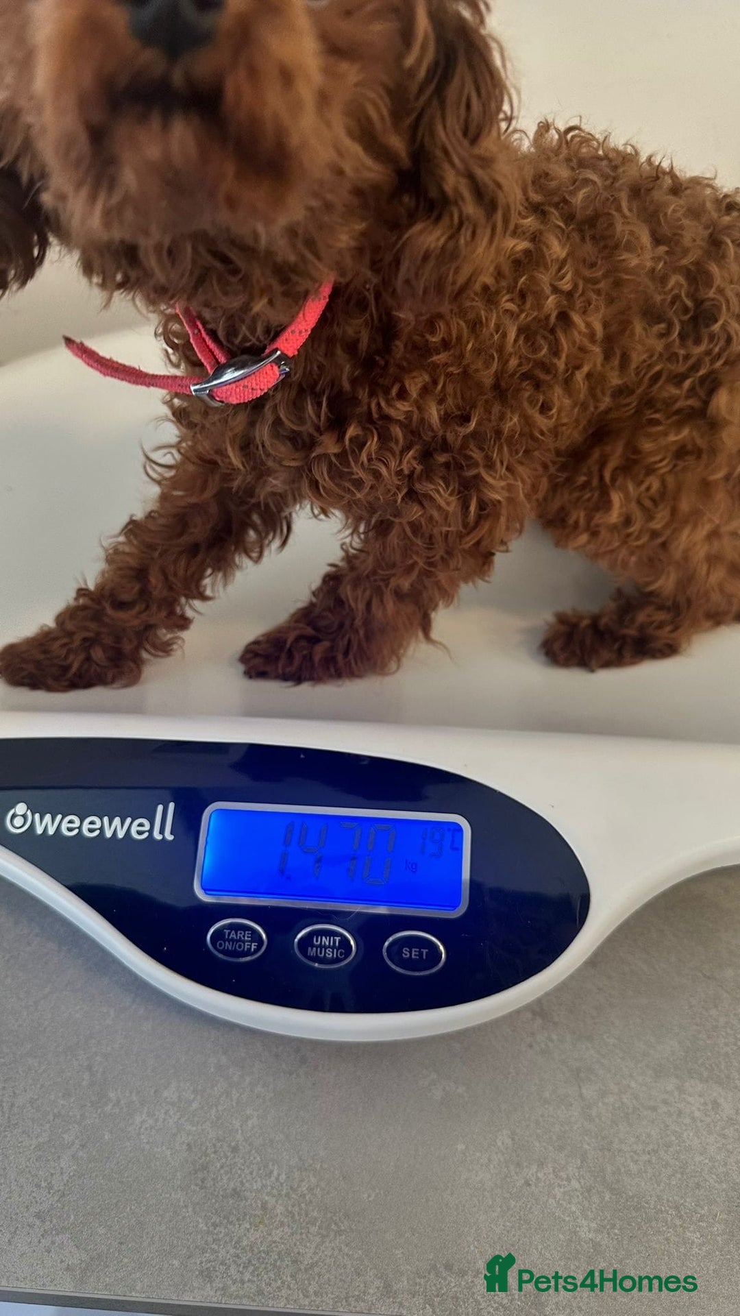 Toy Poodle dogs for sale: Asian toy poodle girls  - Advert 3