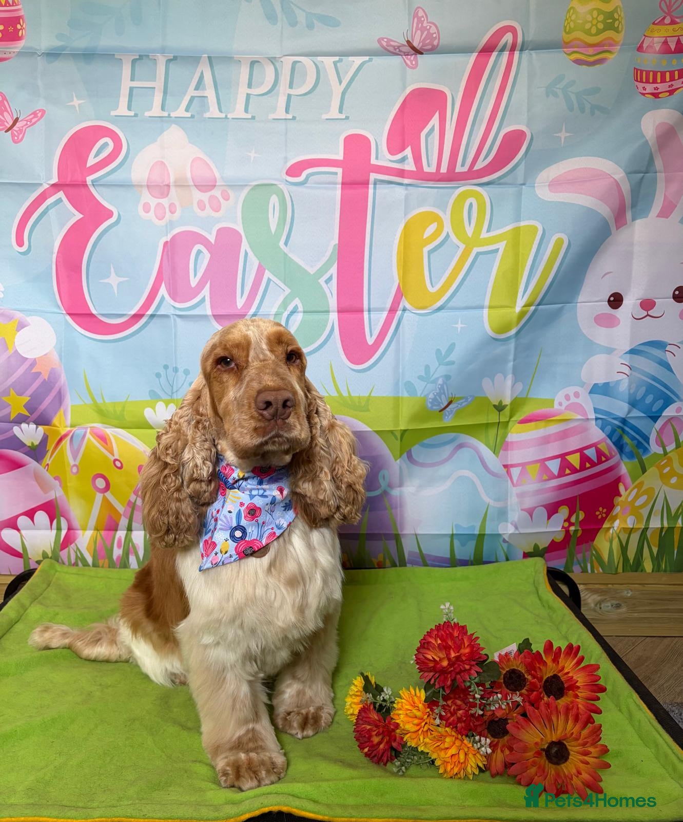 Cocker Spaniel dogs Orange Roan KC reg Show Cocker Spaniel Stud - Advert 18