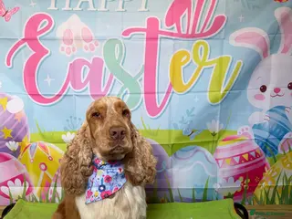 Cocker Spaniel dogs Orange Roan KC reg Show Cocker Spaniel Stud - Advert 18