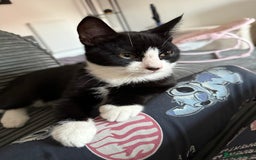 Mixed Breed cats for sale: 3 beautiful baby’s for sale  - Image 3