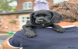 Cocker Spaniel dogs for sale: Ready Now 🐾 Champion bred working cocker boys  - Image 2