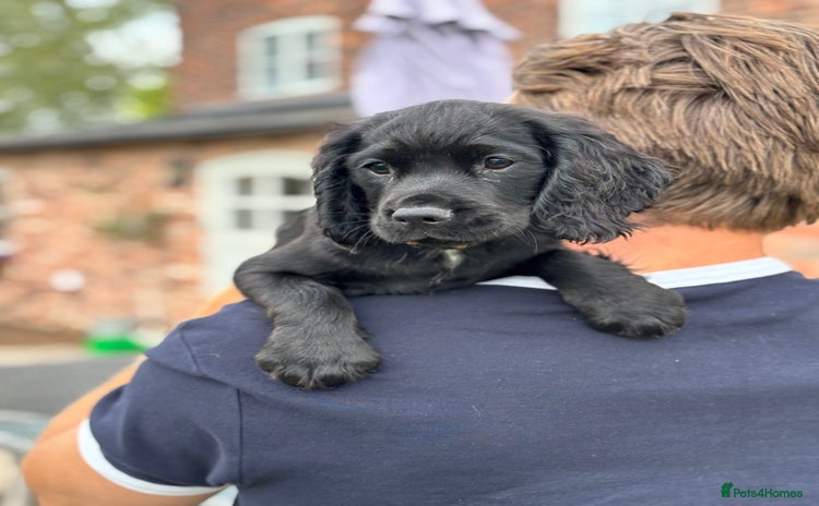Cocker Spaniel dogs - Advert 9