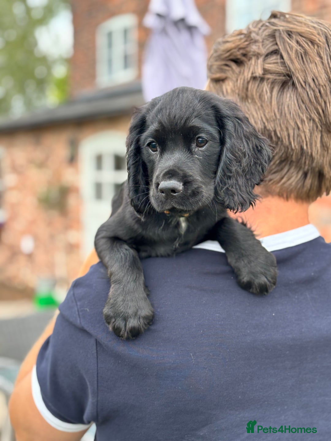 Cocker Spaniel dogs for sale: Ready Now 🐾 Champion bred working cocker boys  - Image 2