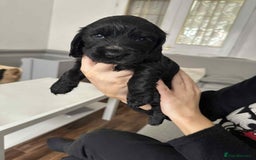 Cocker Spaniel dogs for sale: Cocker spaniel puppy  - Image 11