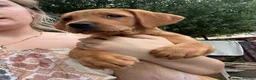 Labrador Retriever dogs for sale: Labrador puppies for sale ready now  - Advert 5