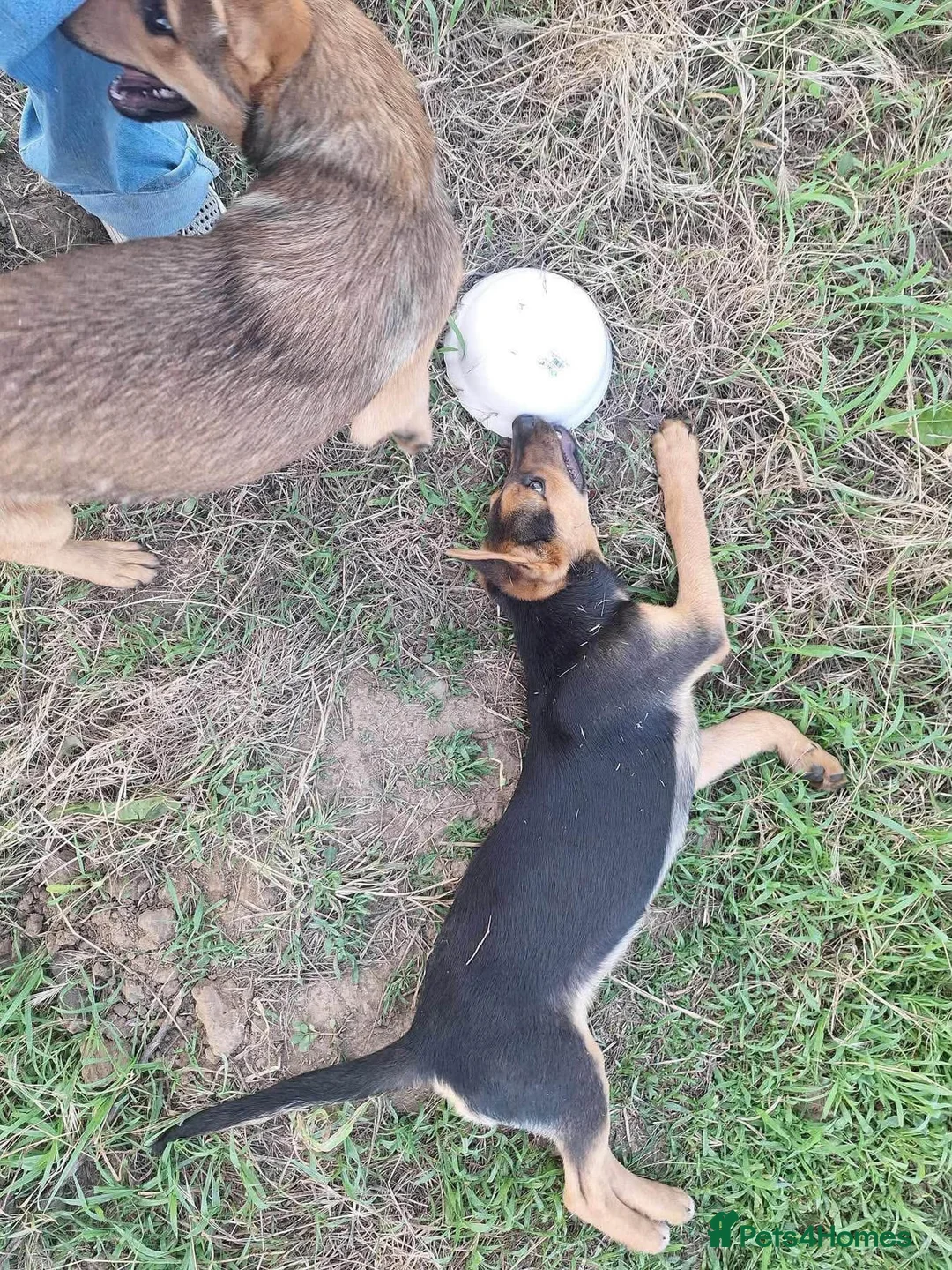 Mixed Breed dogs for adoption: Vic - Norwich Norfolk  - Advert 9