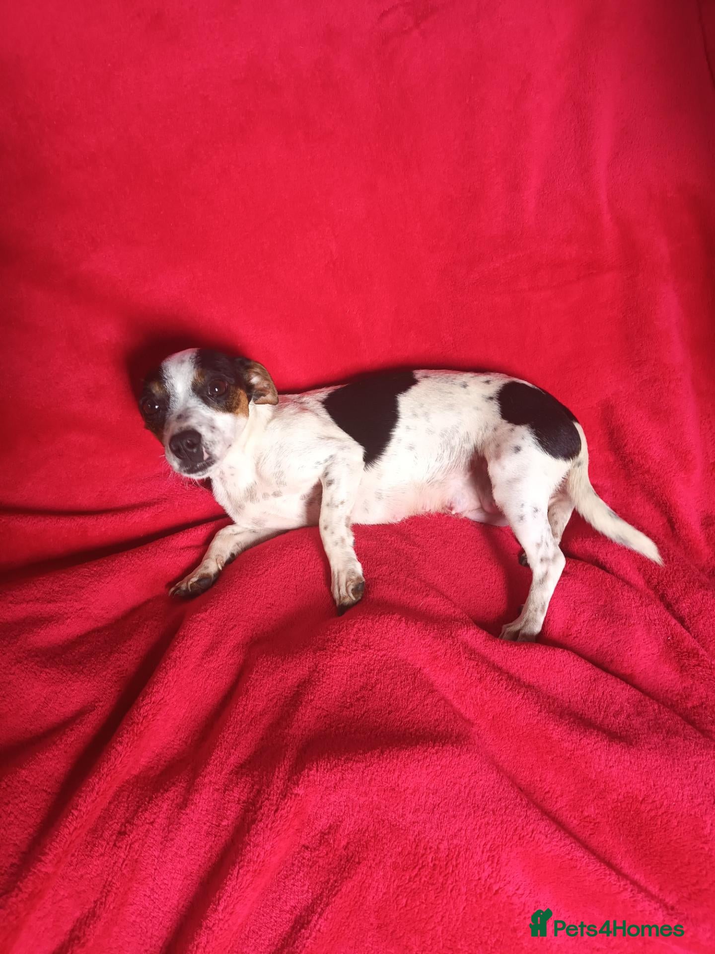Mixed Breed dogs Beautiful Jack Tzu Puppies 2 x Girls 1 x Boy  - Advert 1