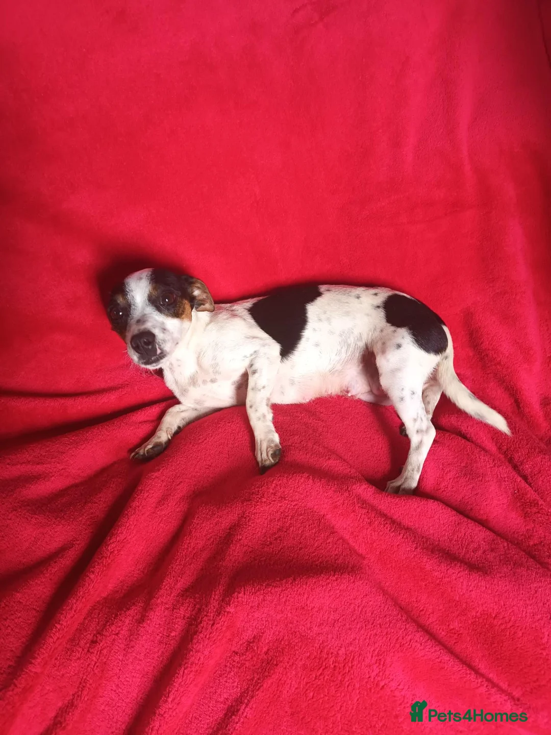 Mixed Breed dogs for sale: Beautiful Jack Tzu Puppies 2 x Girls 1 x Boy  in Darlington - Advert 1