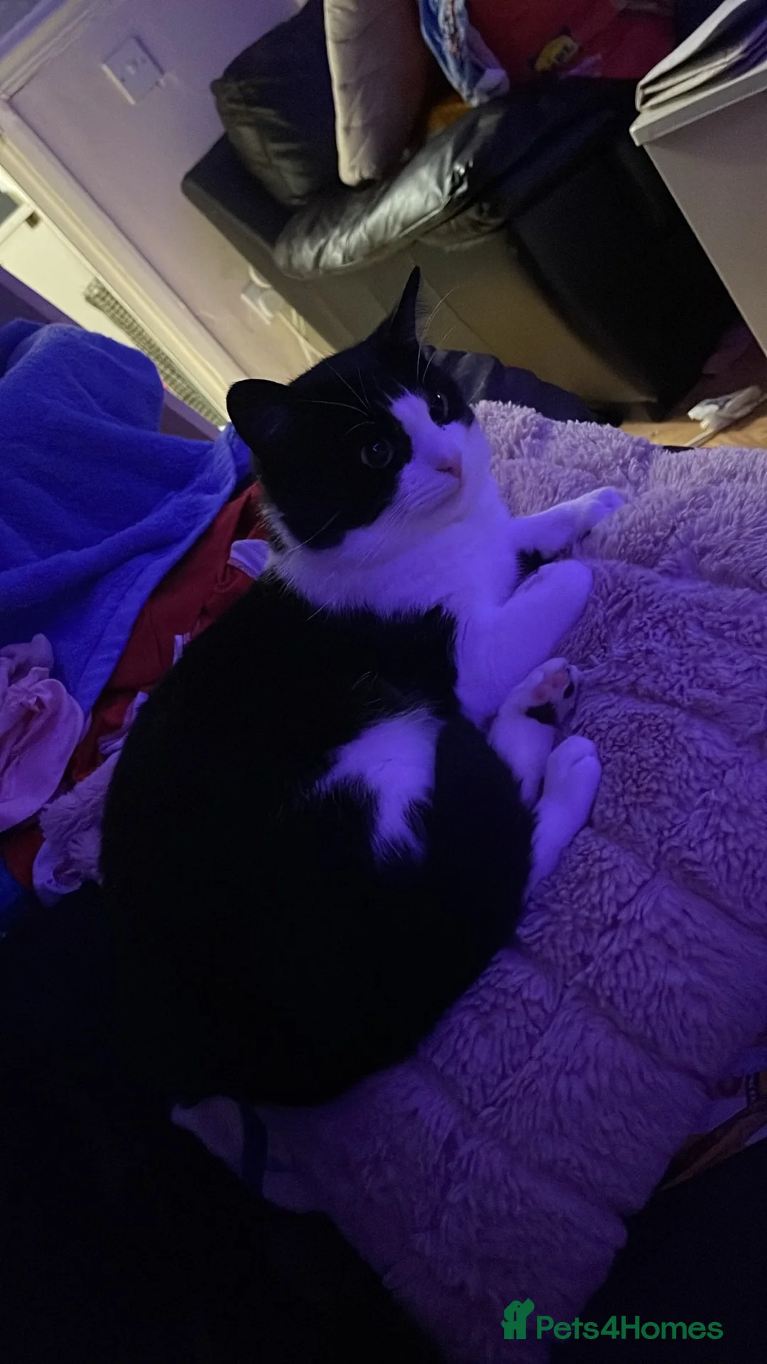 British Shorthair cats for sale: Ozzy  in South Shields - Advert 5