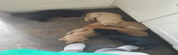 Labrador Retriever dogs for sale: 4 gorgeous Labrador boys - Advert 4