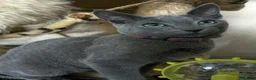 Russian Blue cats for sale: Russian Blue boy , N.London - Advert 2