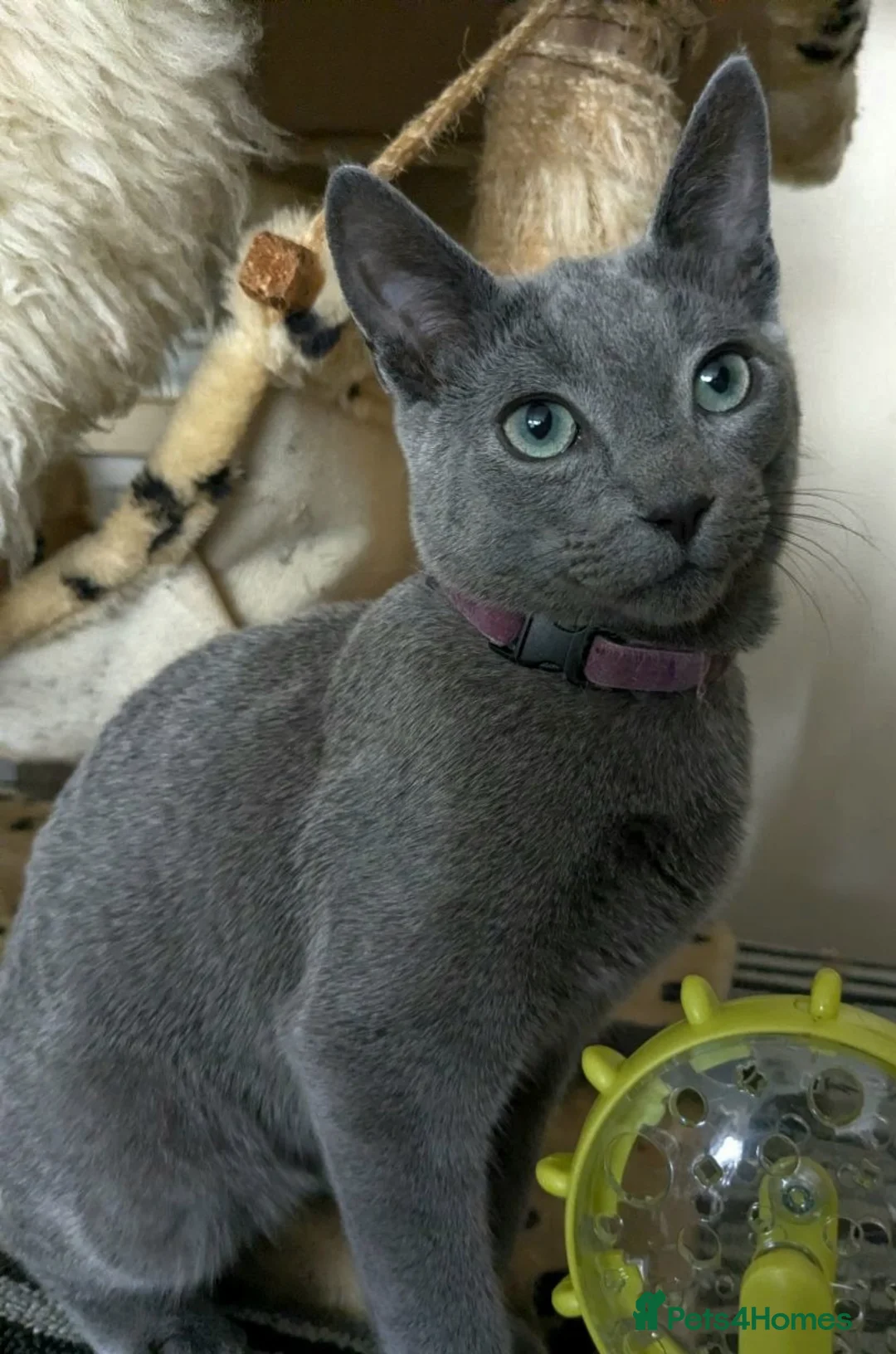 Russian Blue cats for sale: Russian Blue boy , N.London - Advert 2