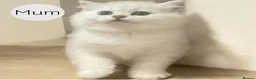 Scottish Fold cats for sale: 4 Pedigree Scottish Fold/Straight Kittens - Advert 2