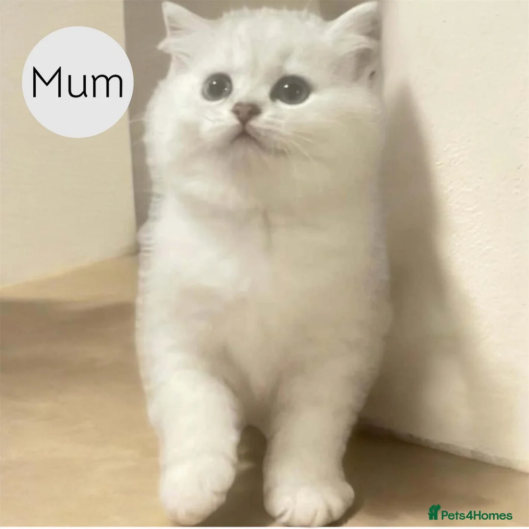 Scottish Fold cats for sale: 4 Pedigree Scottish Fold/Straight Kittens - Advert 2